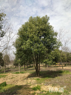 30公分丛生香樟