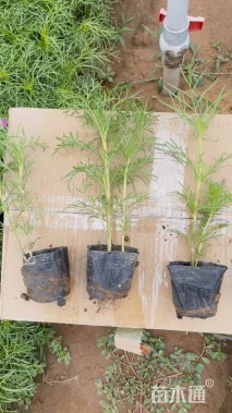 高度20厘米波斯菊