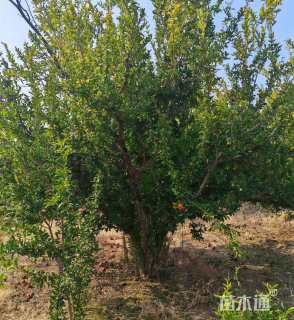 高度40000厘米果石榴