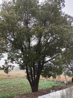 20公分多杆香樟