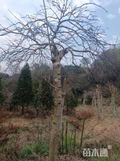 高度200厘米羽毛枫