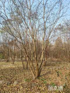 50公分丛生乌桕