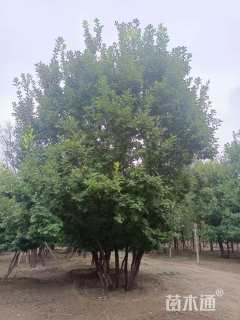 高度700厘米丛生蒙古栎