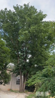90公分榉树