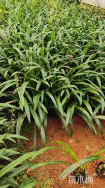 高度30厘米蜘蛛兰