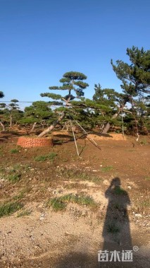 20公分造型景观松