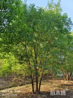 66公分丛生乌桕