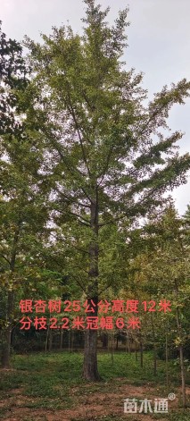 25公分银杏
