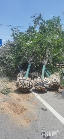 12.5公分大叶女贞