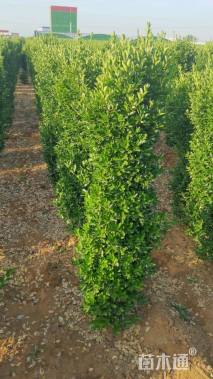 高度150厘米大叶黄杨柱