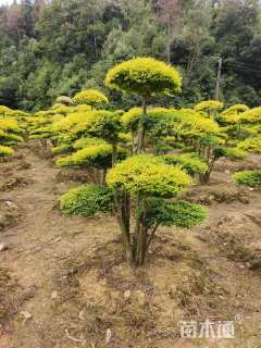 20公分造型金叶女贞