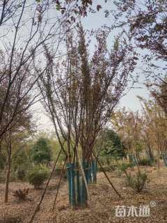 50公分丛生榉树