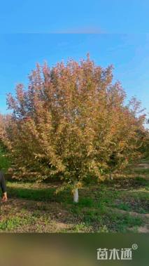 20公分绚丽海棠