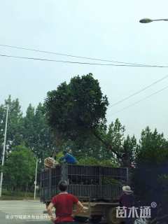 冠幅250厘米桂花球