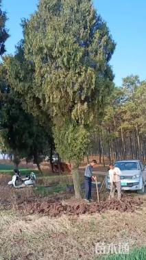高度1200厘米柏树