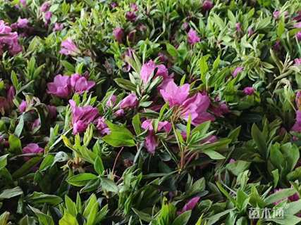 高度30厘米毛鹃