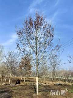 12公分美国红枫-红冠