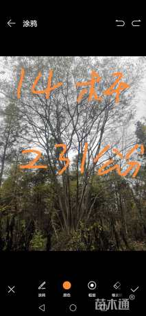 150公分(14杆)丛生朴树