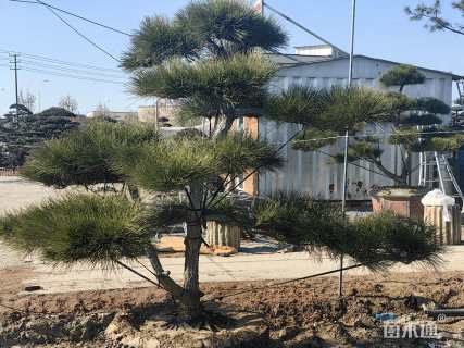 10公分造型黑松