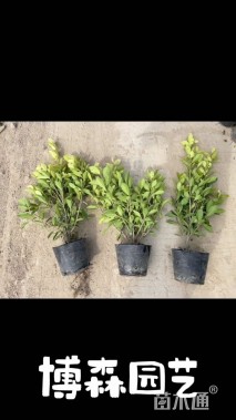 冠幅80厘米红花继木球