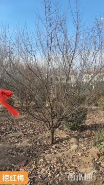 12公分骨里红梅