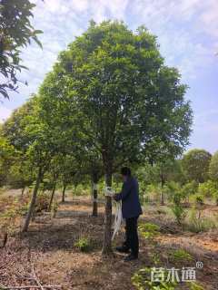 14公分高杆桂花