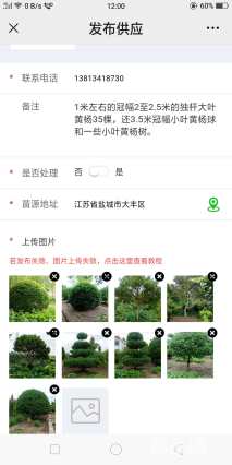 冠幅250厘米大叶黄杨球