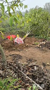 16公分二乔玉兰