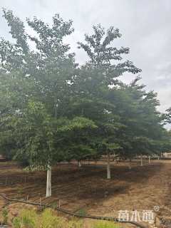 16公分染井吉野樱