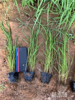 高度30厘米芦苇