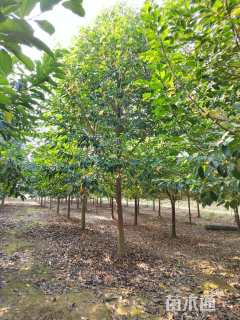 14公分乐昌含笑