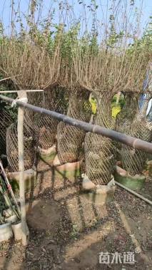 150公分紫薇花瓶