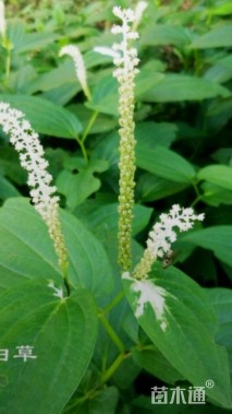 高度30厘米三白草