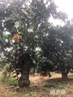 高度350厘米黄美人柑橘苗