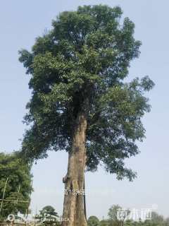 75公分椤木石楠