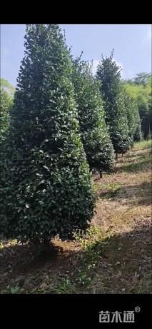 高度2800厘米茶梅