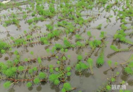 高度10厘米狐尾藻
