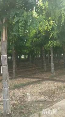 16公分嫁接香花槐