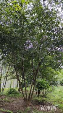 40公分朴树