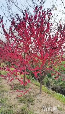 3公分红叶碧桃