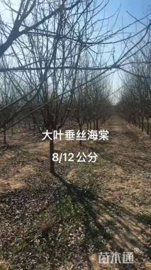 12公分垂丝海棠