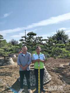 15公分造型赤松