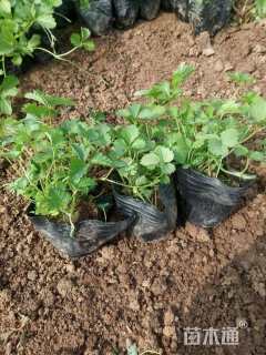 高度15厘米蛇莓