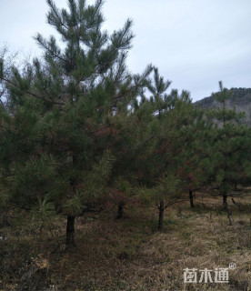 高度500厘米油松