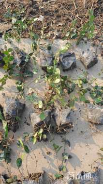 25厘米花叶络石