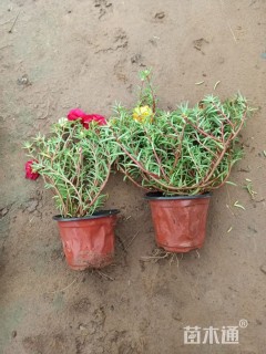 高度15厘米半枝莲