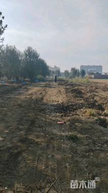 14公分西府海棠