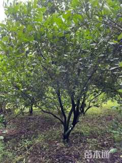 高度300厘米丛生胡柚