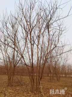 高度500厘米丛生五角枫