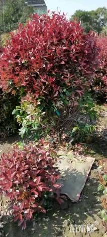 冠幅200厘米红叶石楠球